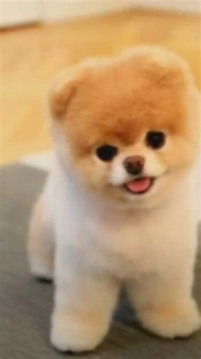 top 10 most cutest dog in the world 😘😍🥰🤗🌜🌹