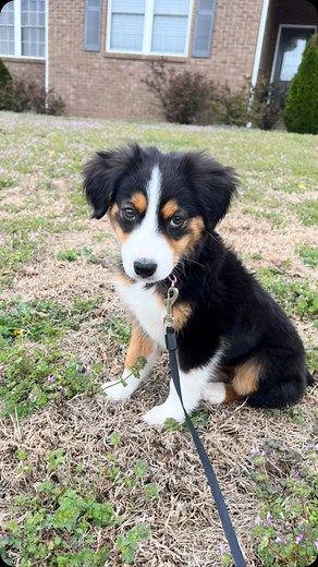 1.3K views · 4 comments | Do you have a Mini Aussie too? Rosie is our daughter’s puppy but I love her  #miniaussielove #miniaussie #toocutetohandle | Tina Inman | Facebook