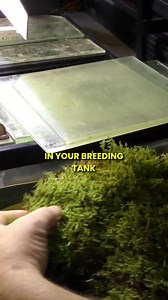 Use This Natural Trick to Raise Fry! #aquariumcoop #aquariumadvice #aquariumfish | Aquarium Co-Op