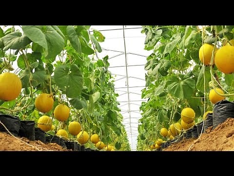 Agriculture Technology - Rockmelon Farming