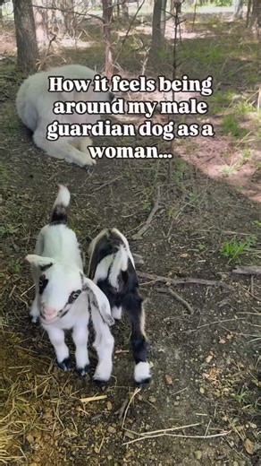 In a nutshell. But around my husband The female is a very different story! She’s obsessed with him and he falls for it every time. Dogs livestock guardian guardians Great Pyrenees Anatolian sh | Ashwin Pillai