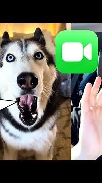 My Husky FACETIMES Her Owner (SHE ARGUES!)
