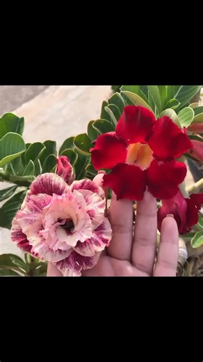 Exploring Stunning Flower Varieties in Diverse Settings