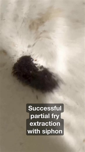 1.3K views · 4 comments | Have managed to get my colony of L387...