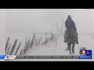 Local artist raises awareness about healthy horses being killed