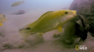 145K views · 2.7K shares | Throwback Thursday to when these two cichlids worked together to defeat a hungry terrapin. | National Geographic Animals | Facebook