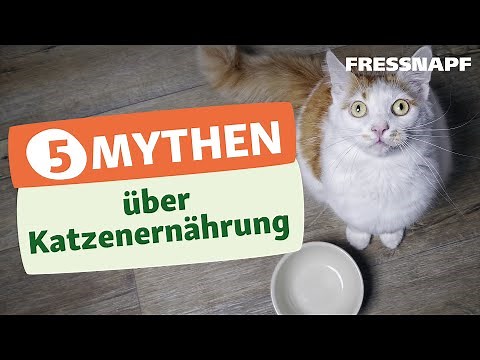 Top 5 Ernährungsmythen bei der Katze