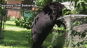 Frederick buzzing over black bear sighting