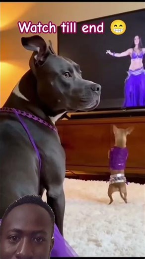 puppy dancer part 1 🤣#funnypuppy #humour #funny #funnydogs