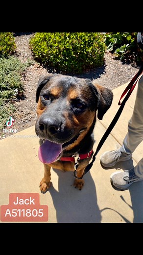 Santa Barbara County Animal Services on Reels