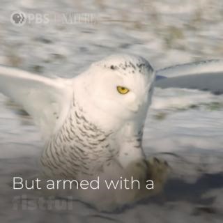Discover the extreme ways in which raptors conquer the toughest habitats on Earth. Episode 2 of "Raptors: A Fistful of Daggers" premieres Wednesday, April 17 at 8/7c on PBS. | Nature | PBS