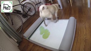 20 reactions · 4 comments | You asked. We listened. The dog-activated advance feature available with BrilliantPad Smart was one of the most-requested features. Here's how it works. | BrilliantPad | Facebook