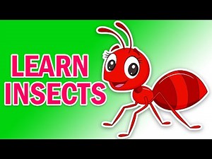 Insect Sounds | Learn Insect Names and Sounds for Kids