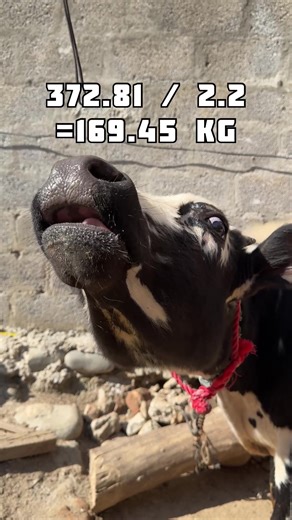 Formula: Heart girth *Heart girth * Body length, then didived by 300, then divided by 2.2 #dairyfarming #cow #weight #measurement