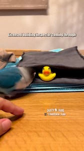 Rubber Ducky Eviction 😲 | Dusty Dubs