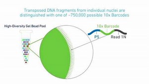 10x Genomics工作原理 | Chromium单细胞ATAC