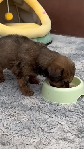 1.4M views · 62K reactions | A little dog was shivering in the park because he was hungry and cold. Luckily a man who was exercising passed by and saw him and adopted the little dog. #puppy | Dog Is My Life | Facebook