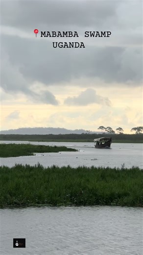 A decorated Journey to the shoebill 📍Mabamba Swamp #shoebill #visituganda #nature