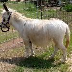 Female (Jennet) Miniature Donkeys For Sale in Georgia | Lewis Mill Ranch