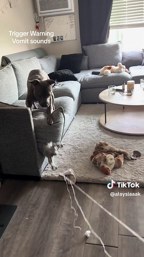 Michonne everyone. This is michonne (videos i send to my man on a daily) #fyp #dog #dogsoftiktok #pitbull #ohno #stupiddog #viral #petsoftiktok #funny #vomit