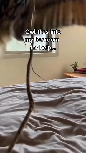 I’m crying so hard!😭❤️ #wholesome #animals | Viral Newss