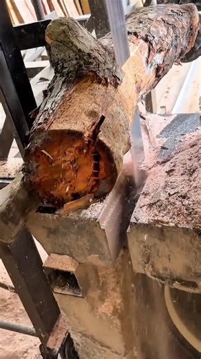 Cutting a Raw Tree Log Using a Vertical Band Saw Machine to Create Slabs in a Woodworking Facility