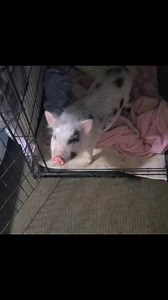 3.2K views · 350 reactions | Peppa sounding her pig alarm.  | Polly the Performing Princess Pig | Facebook