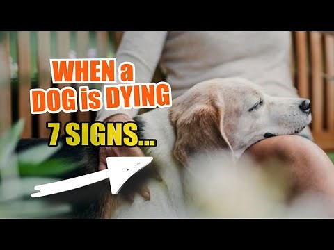 💀 7 SIGNS that a DOG is DYING and WHAT to Do 🐶