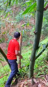 4.6K views · 20 reactions | The rustling sound of raindrops accompanies this unique bamboo shoot harvesting ceremony. | Nunung Rudinto | Facebook