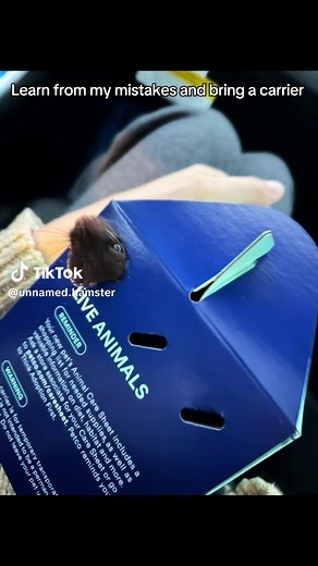 Hamster Adoption Tips: Finding Ethical Sources