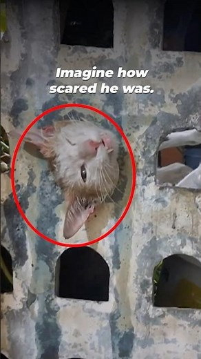 THIS is exactly why cats don’t belong outdoors!