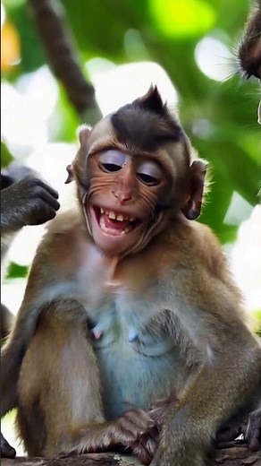 Adorable Baby Monkey Giggling While Being Tickled