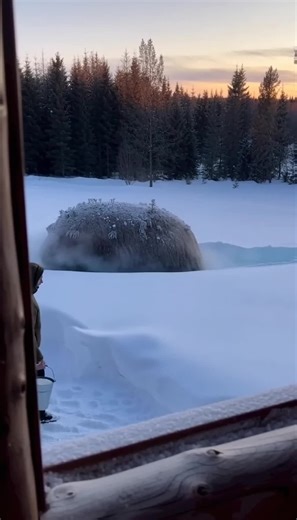 Mysterious Creature of the Evenki Taiga: The Ilu