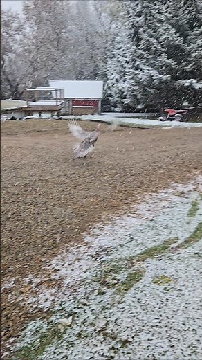 blue slate turkey jake flying