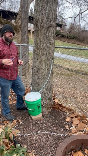 Watch When to tap your maple trees for maple syrup on Amazon Live