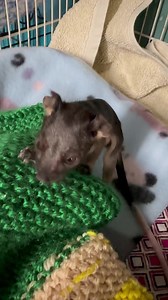 518K views · 20K reactions | “Do I have to wake up yet?” This is a Ringtail Possum Joey in Australia. | Minton Farm Animal Rescue Centre | Facebook