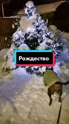 Enchanting Christmas Scenes: A Festive Visual Journey