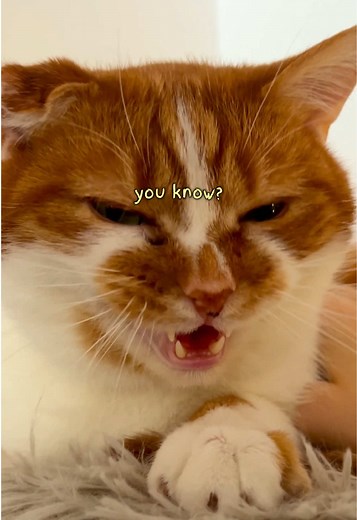 ohhhh, the life of a global internet sensation named Bean… 😮‍💨 #meow #funnycat #catsoftiktok #orangecat #cat #catmom #beautynthebean #PetsofTikTok