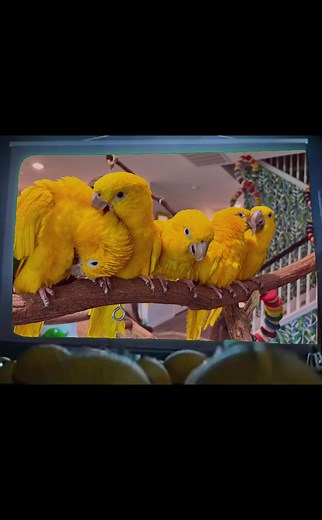 Colorful Parrot Compilation: Golden Conures & Sun Conures