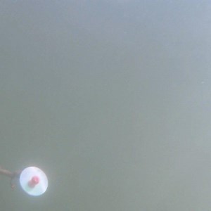 11K views · 180 reactions | GIVEAWAY!! Proud to introduce the PK Dakota Disc which is available now at PKLure.com - LIKE + COMMENT + SHARE - winner announced JULY 4th (2 each of 5 colors in the Dakota Disc series and PK Hat) We never ask for personal info!! | PK Lures | Facebook