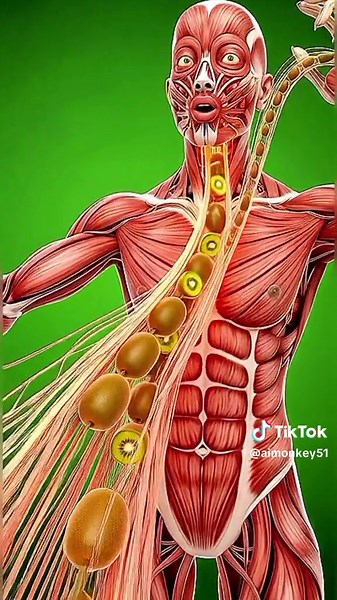 What Happens When You Eat Kiwi?” Inside Your Body: The Journey of KiwiHow Kiwi Nourishes the Human Body”lThe Science of Eating Kiwi”