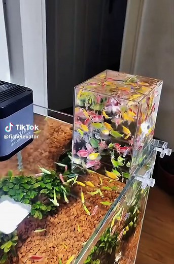 Understanding Aquarium Decoration and Fish Tank Setup