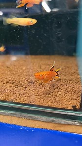 Some of the most beautiful tropical fish are the killifish! These colourful fish are both stunning to look at and interesting to keep! Many people breed these fish which can be a fun project, they lay eggs daily and give children something to help with in your fishtank! My daughter used to love collecting killifish eggs with me in the fishroom. #killifish #tropicalfish #catfish #fish #fishtank #aquarium #tank #aphyiosemion | Premier aquatics ltd