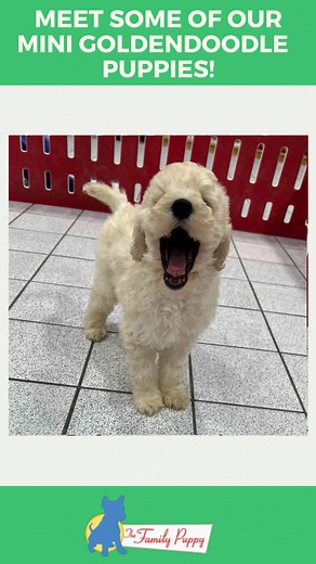 The Miniature Goldendoodle is crossbred mix of a Golden Retriever and Poodle. They are known to be easily trained as they listen very well which makes them perfect family pets! | The Family Puppy