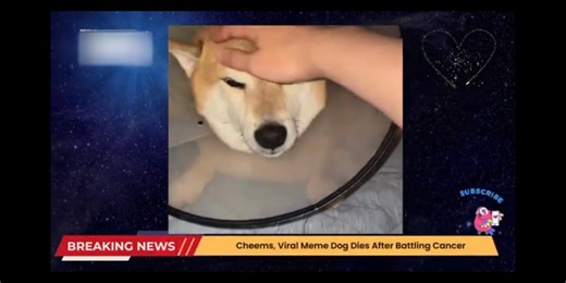 cheems去世，生前最后一段影像