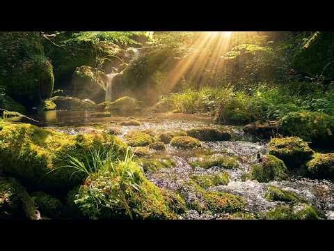 Sunlit Forest Creek Sounds • Peaceful Nature Ambience & Flowing Water | 3 HOURS 4K