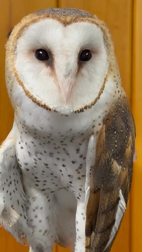 1.6K views · 102 reactions | Barn Owls don’t hoot the way most owls do; instead, they make a harsh scream. The perfect soundtrack for Halloween!#barnowl #owl #birds #birdsofprey #wildwings #wildwingsinc #mendonponds #mendonpondspark | Wild Wings Inc. | Facebook