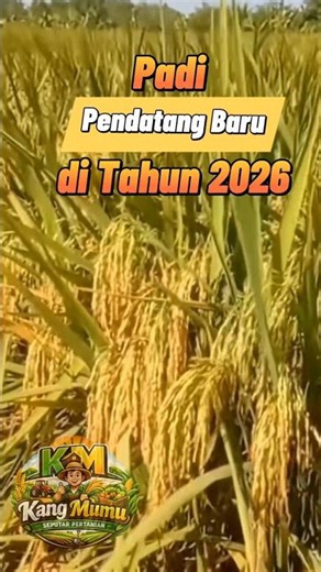 The Must-Try New Rice Variety for the 2026 Season