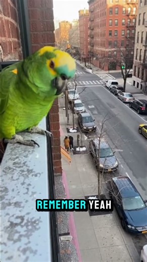 Parrot Judges Your Entire Love Life #humor #parrot #shorts