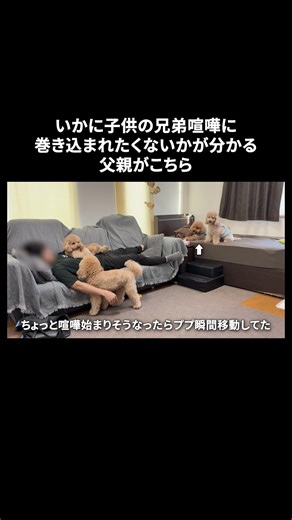 危機感知の個性持ってた犬【多頭飼い】 ♯shorts